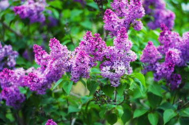 güzel bahar çiçekleri arka plan