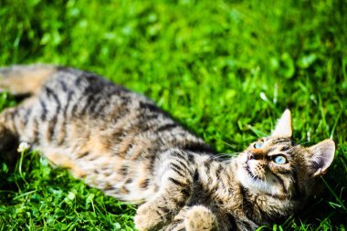 Yeşil çimenlikteki sevimli kedi