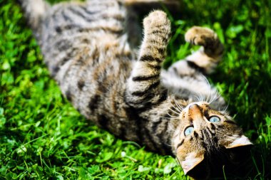 Yeşil çimenlikteki sevimli kedi