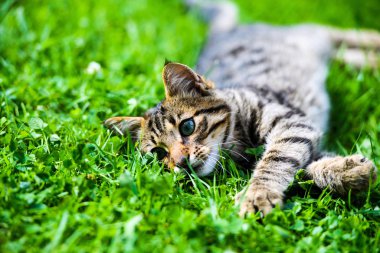Yeşil çimenlikteki sevimli kedi