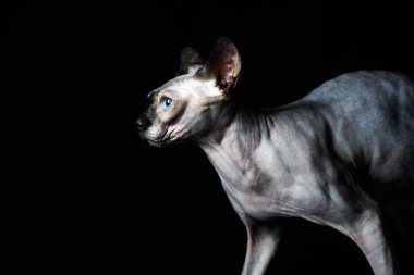 Sphynx kedi