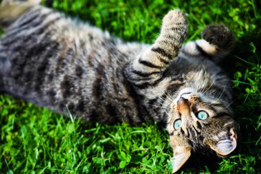 Yeşil çimenlikteki sevimli kedi