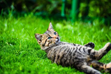 Yeşil çimenlikteki sevimli kedi