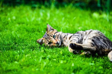 Yeşil çimenlikteki sevimli kedi