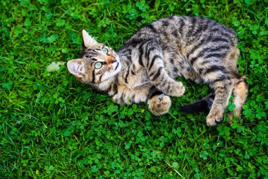 Yeşil çimenlikteki sevimli kedi