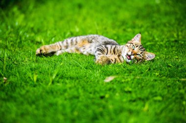 Yeşil çimenlikteki sevimli kedi