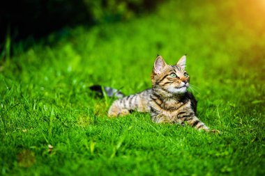 Yeşil çimenlikteki sevimli kedi