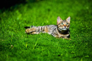 Yeşil çimenlikteki sevimli kedi