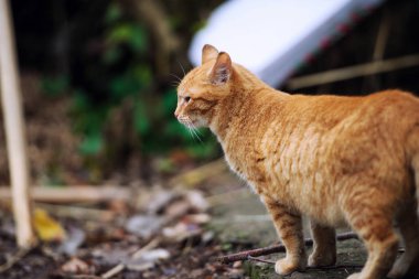 Şirin kedi, seçici odaklanma.