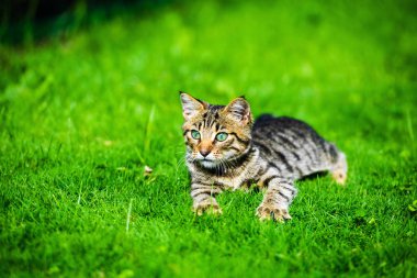 Yeşil çimenlikteki sevimli kedi