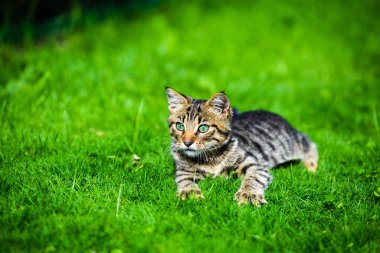 Yeşil çimenlikteki sevimli kedi