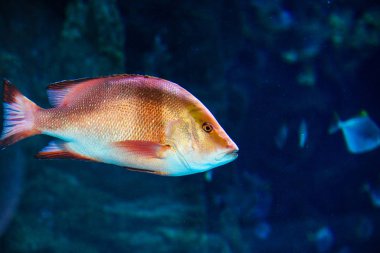 Harika ve güzel sualtı dünya mercan ve tropica