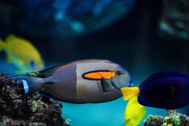 Harika ve güzel sualtı dünya mercan ve tropica