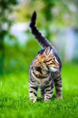 Yeşil çimenlikteki sevimli kedi