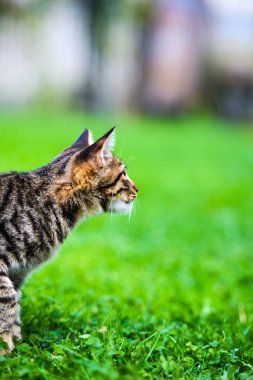 Yeşil çimenlikteki sevimli kedi