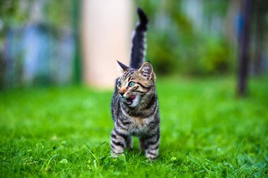 Yeşil çimenlikteki sevimli kedi