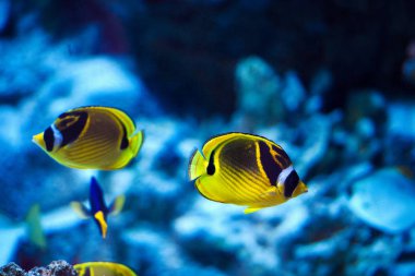 Harika ve güzel sualtı dünya mercan ve tropica