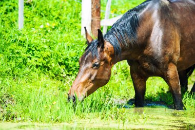 Arap yarış yaz yeşil çayır üzerinde çalışır