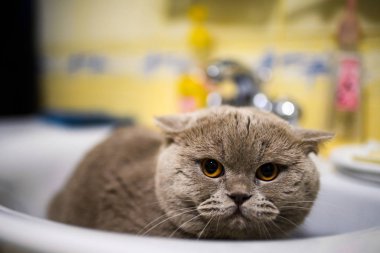 Kedi banyo lavaboda dinleniyor