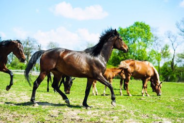 Yaz otlağında atlar