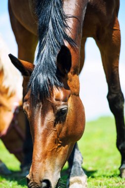 Yaz otlağında atlar