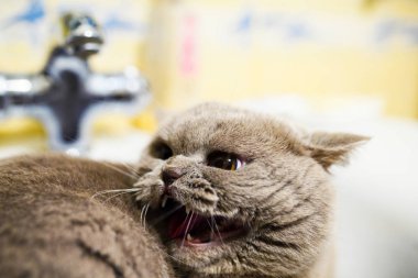Kızgın kedi.