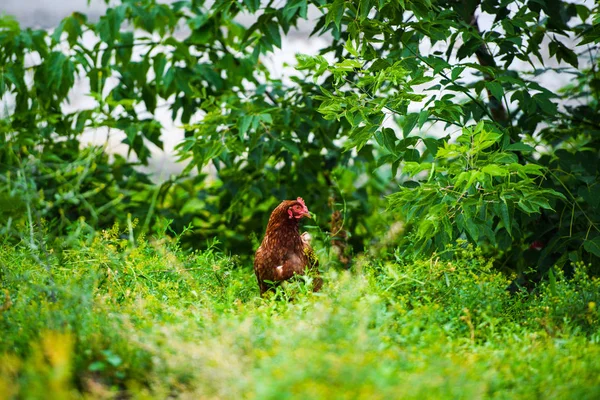 Kyckling på en gård — Stockfoto