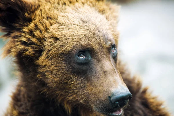 ヒグマの肖像画 — ストック写真