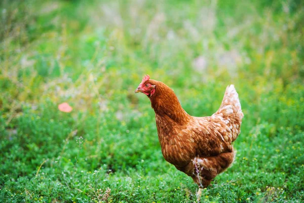 Frango em uma fazenda — Fotografia de Stock