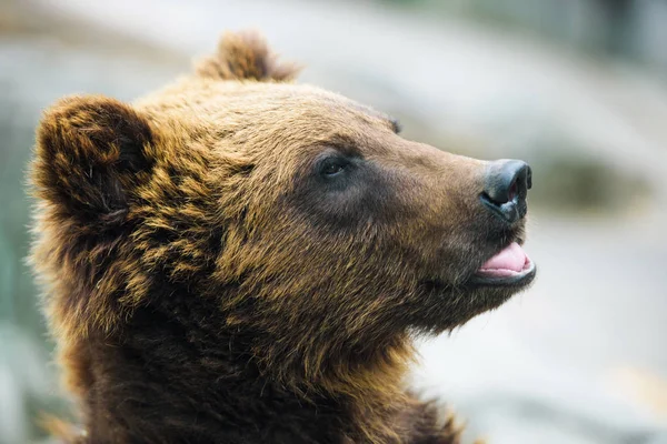 Retrato de urso marrom — Fotografia de Stock