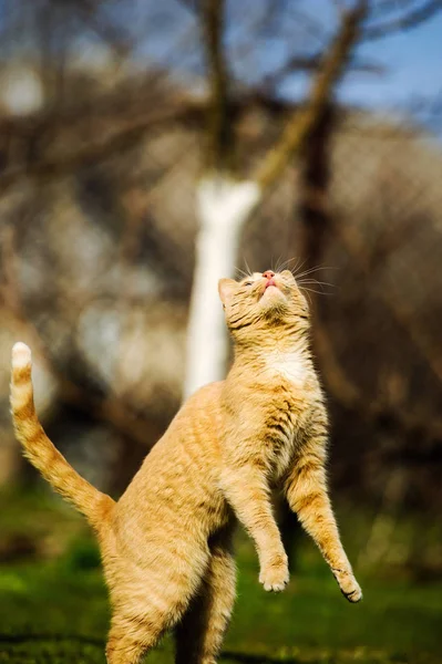 Rolig röd katt hoppar på grönt gräs — Stockfoto