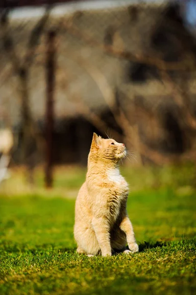 Roztomilá Kočka Selektivní Zaměření — Stock fotografie