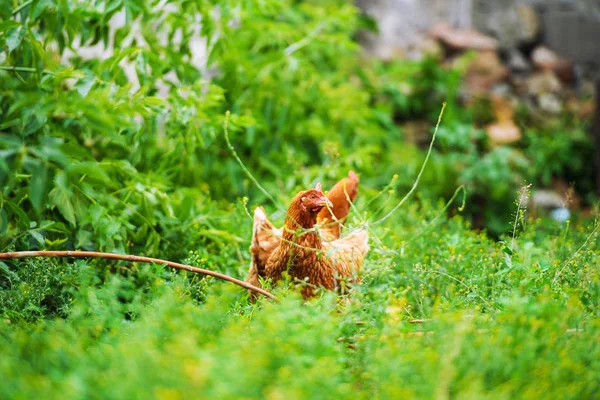 Portrait Poule Plein Air — Photo