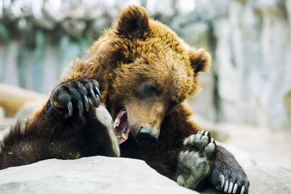 Cucciolo di orso bruno giocare — Foto Stock