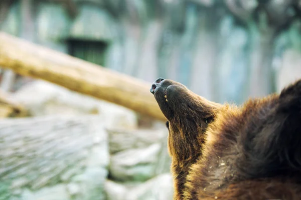 Bruine beer cub spelen en rollen in het water — Stockfoto