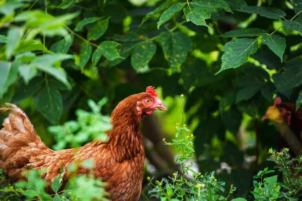 Chicken on a farm — Stock Photo, Image