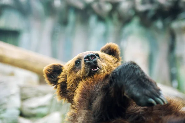 Brown bear cub playing and rolling in the water — Stock Photo, Image