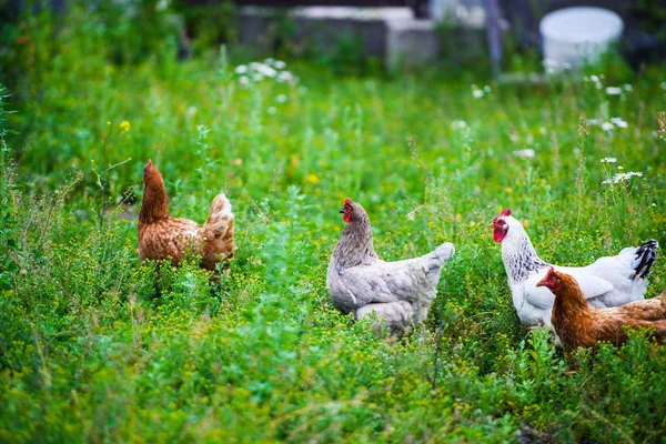 Kip op een boerderij — Stockfoto