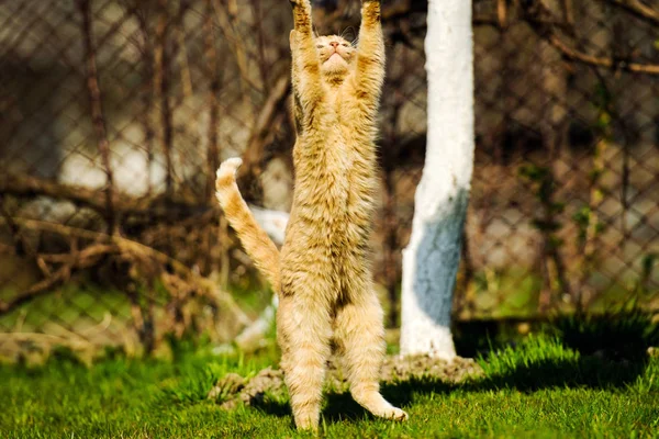 Забавный красный кот прыгает на зеленой траве — стоковое фото