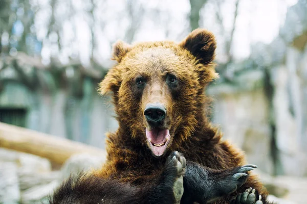 Brown bear cub playing and rolling in the water — Stock Photo, Image