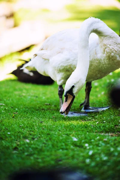 Krásná mladá labuť — Stock fotografie