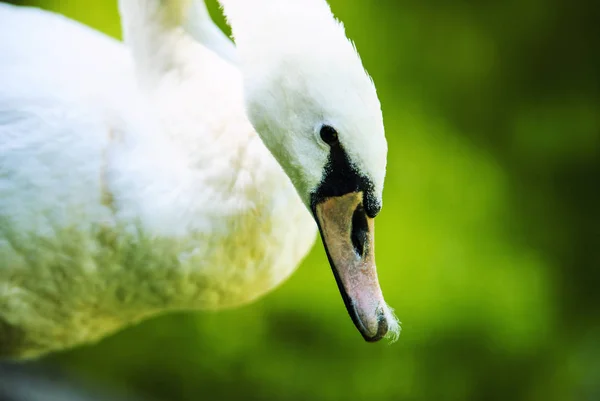 Beautiful young swan — Stock Photo, Image