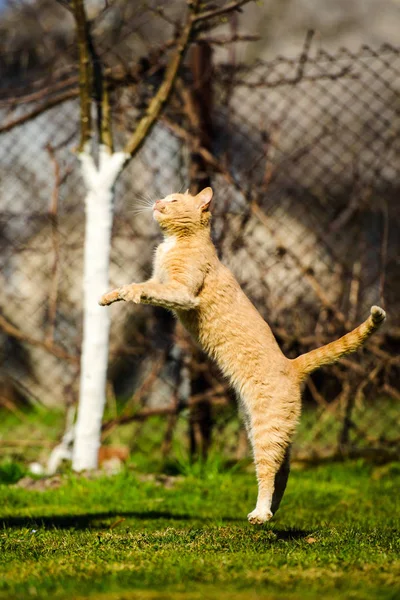 Rolig röd katt hoppar på grönt gräs — Stockfoto