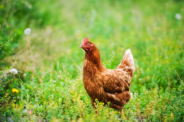 Porträtt Höna Utomhus — Stockfoto