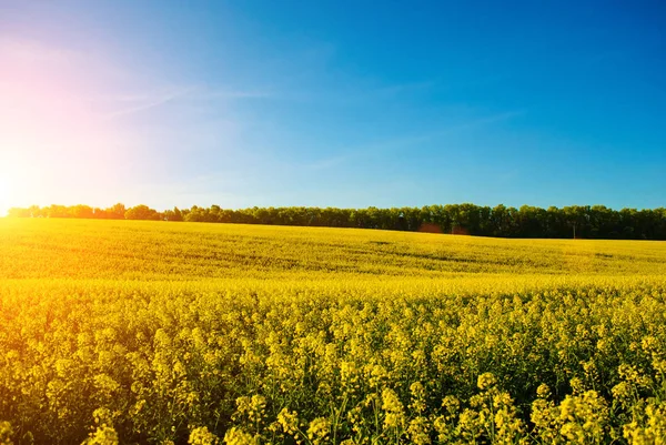 Campo di colza gialla contro il cielo blu — Foto Stock