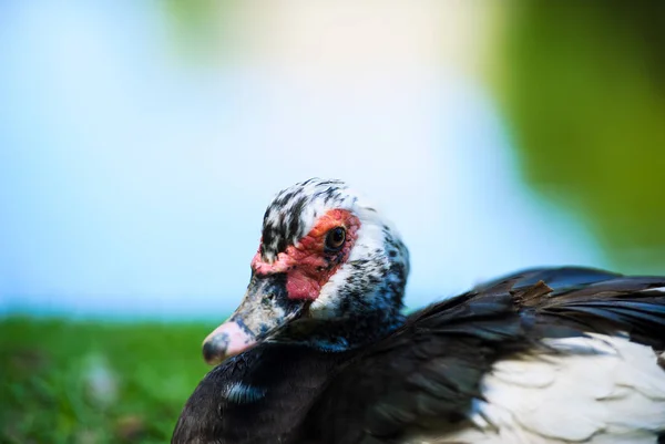 Canard sur une prairie verte avec des fleurs — Photo