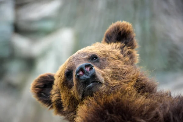 Retrato oso marrón — Foto de Stock