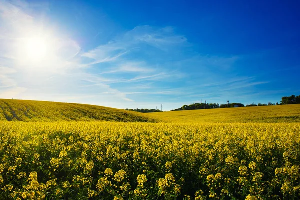 Field of yellow rapeseed against the blue sky — Stock Photo, Image