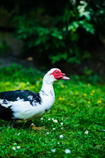 Canard sur herbe verte — Photo