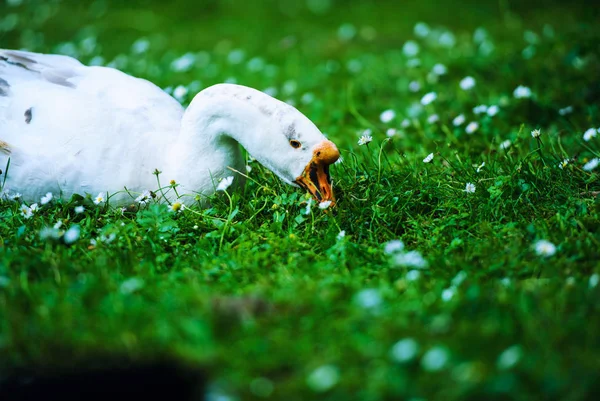 Close Zicht Van Witte Tamme Gans — Stockfoto